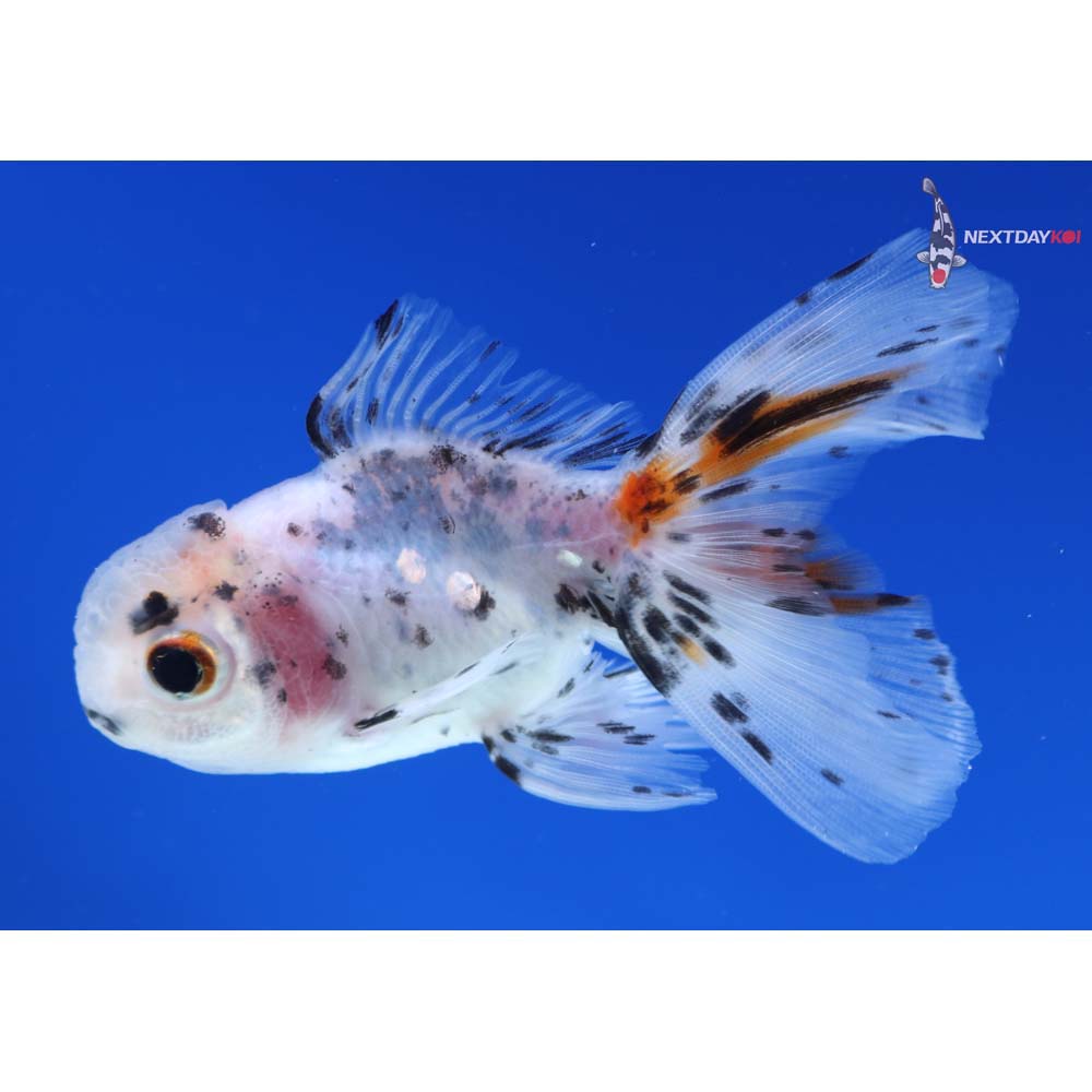 3” Imported Calico Oranda