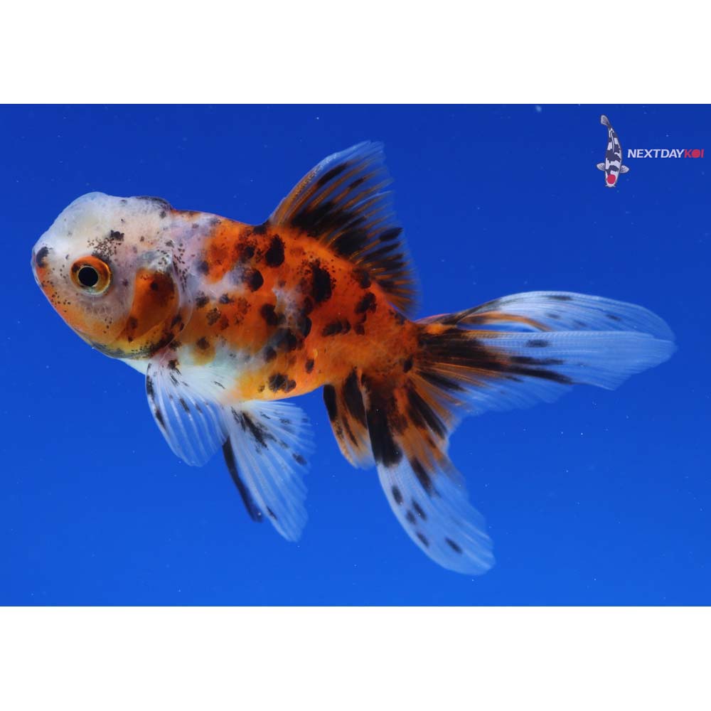 3.5” Imported Calico Oranda