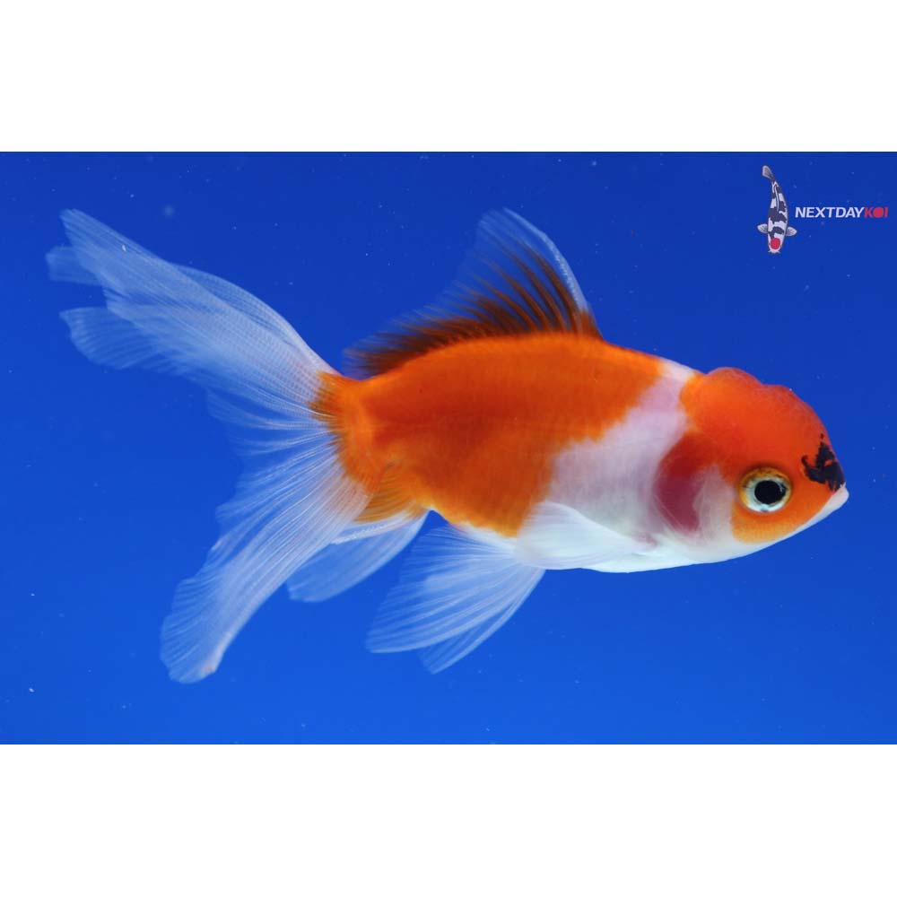 3.5” Imported Calico Oranda
