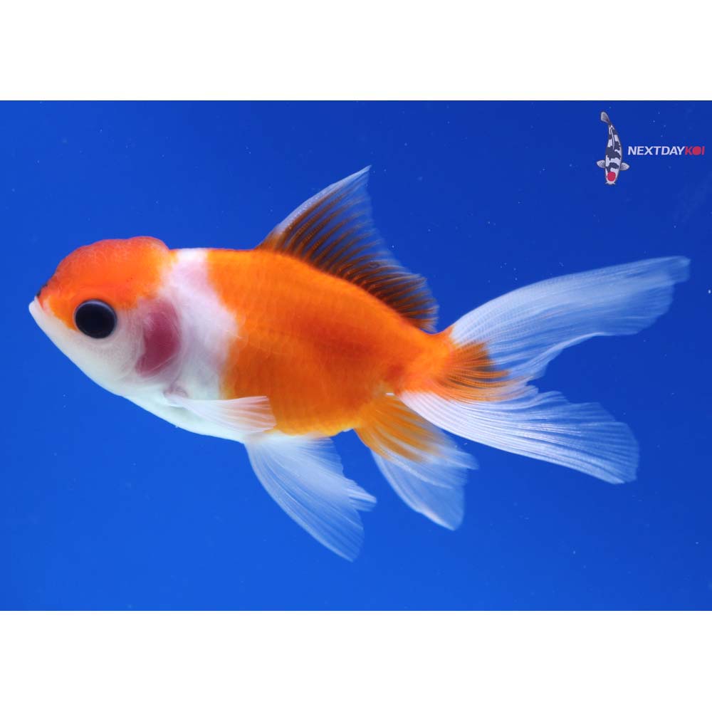 3.5” Imported Calico Oranda