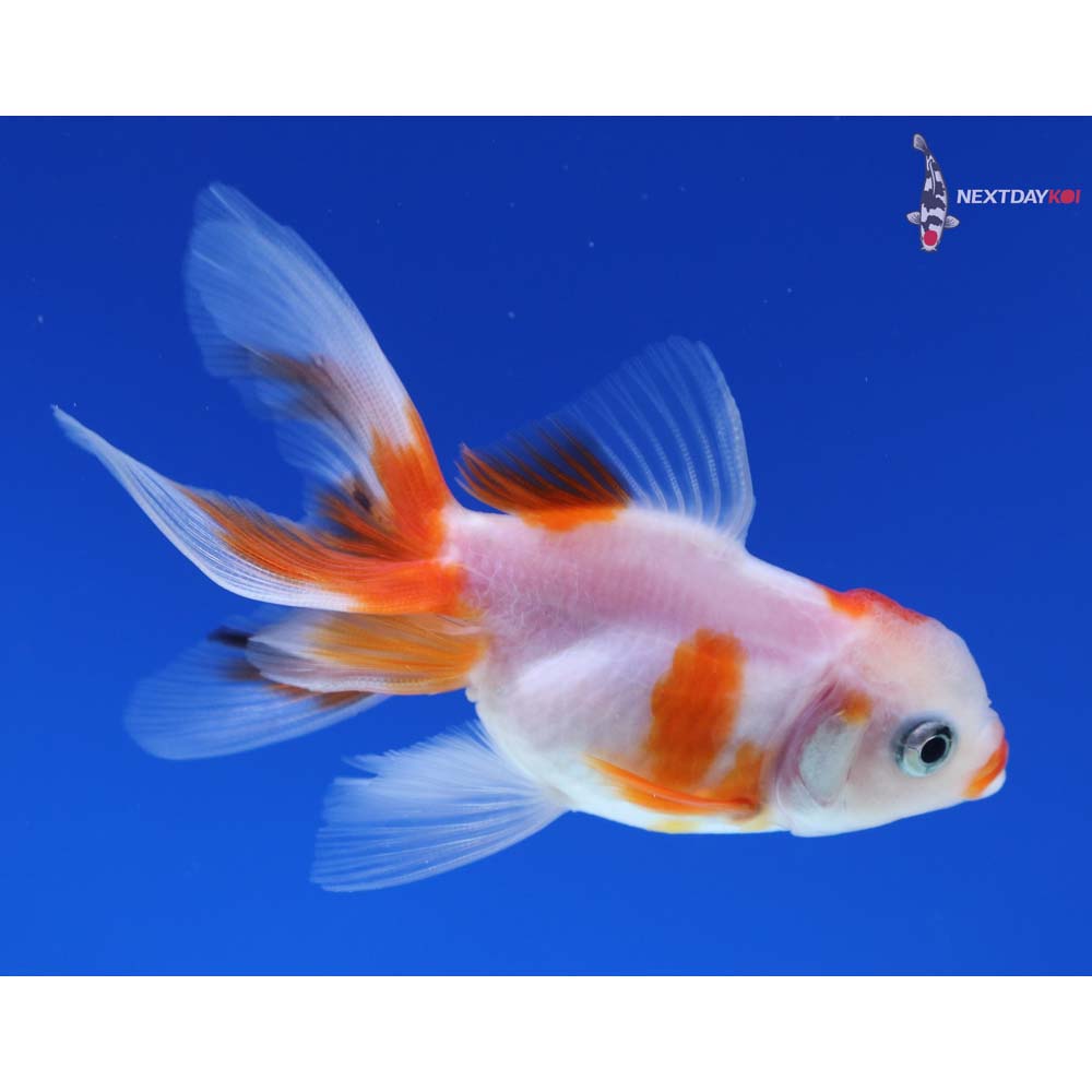 3” Imported Calico Oranda