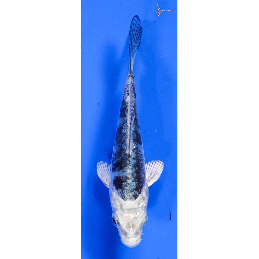3.5” Imported Doitsu Gin Shiro Bekko
