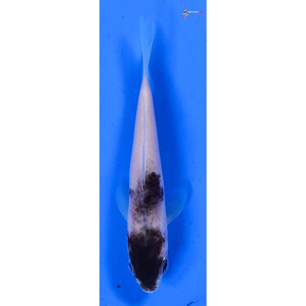 3.5” Imported Goromo