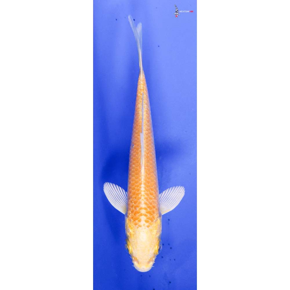 3.5” Imported Lemon Hariwake