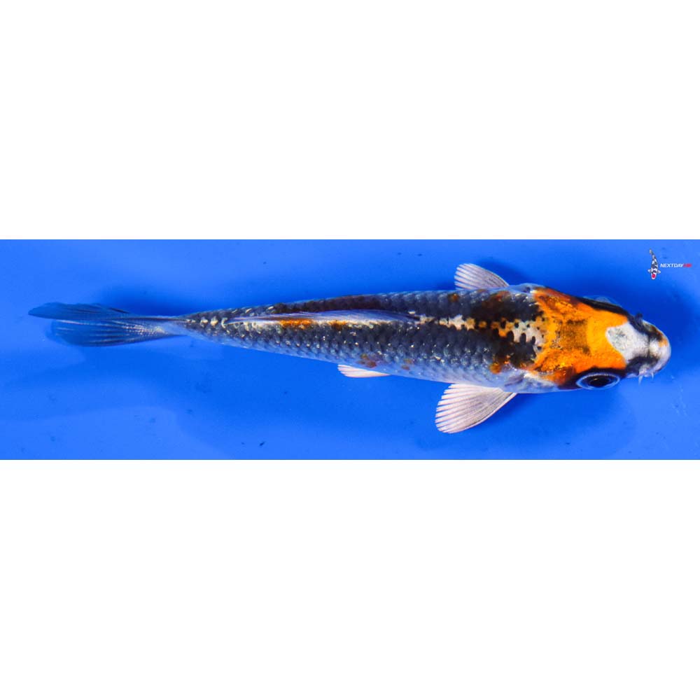 3.5” Imported Kujaku