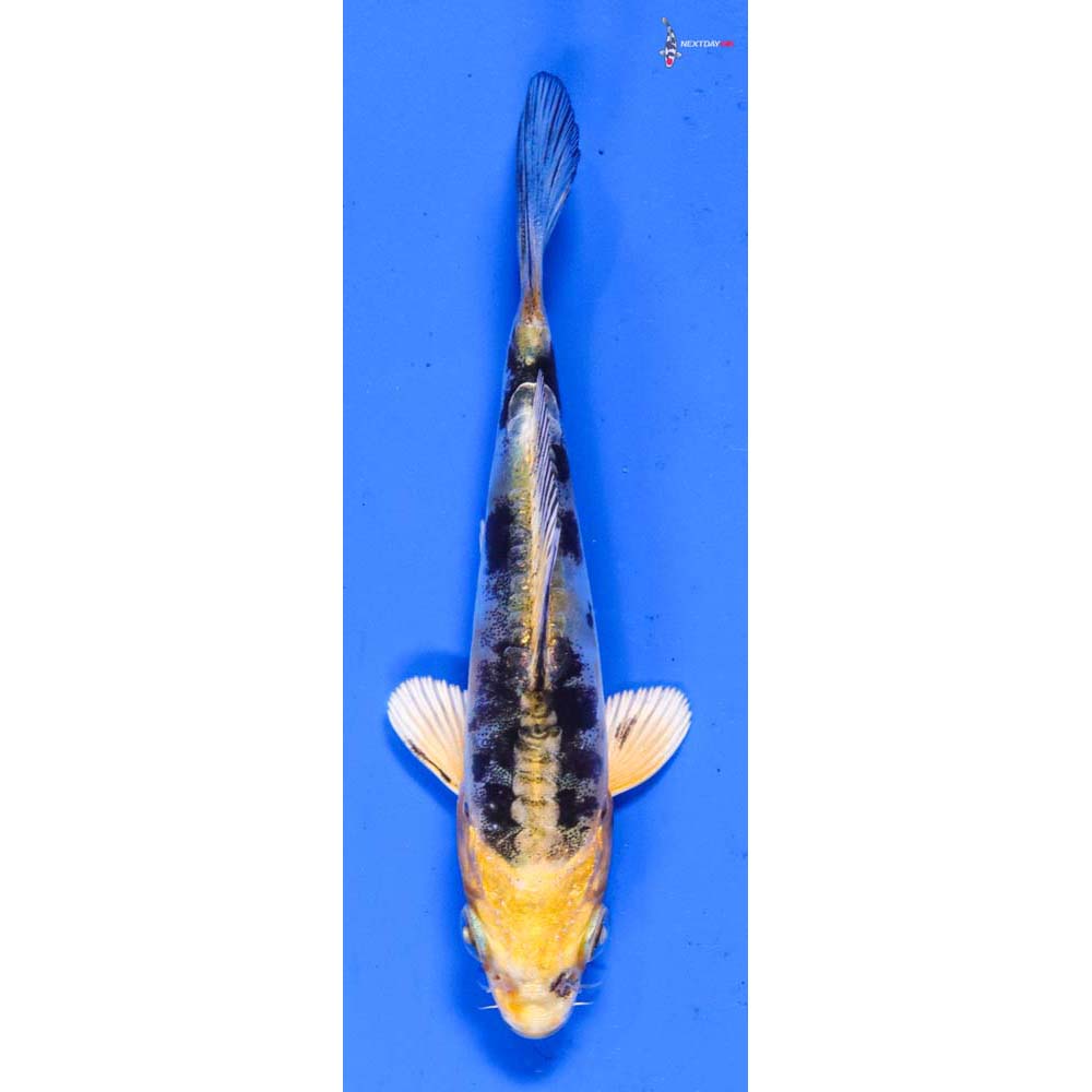 3.5” Imported Heisei Nishiki
