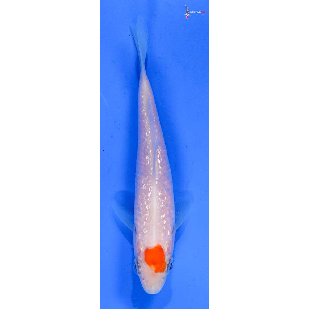 3.5” Imported Gin Rin Kohaku