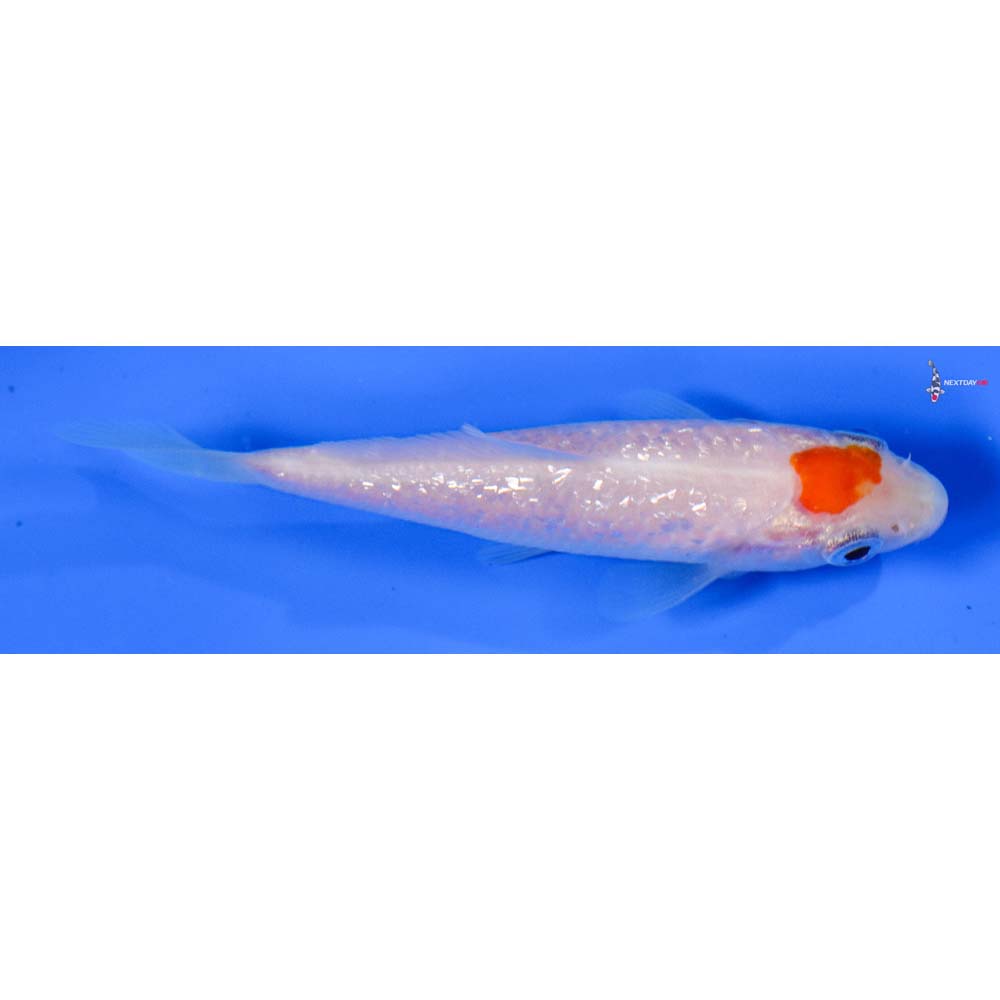 3.5” Imported Gin Rin Kohaku