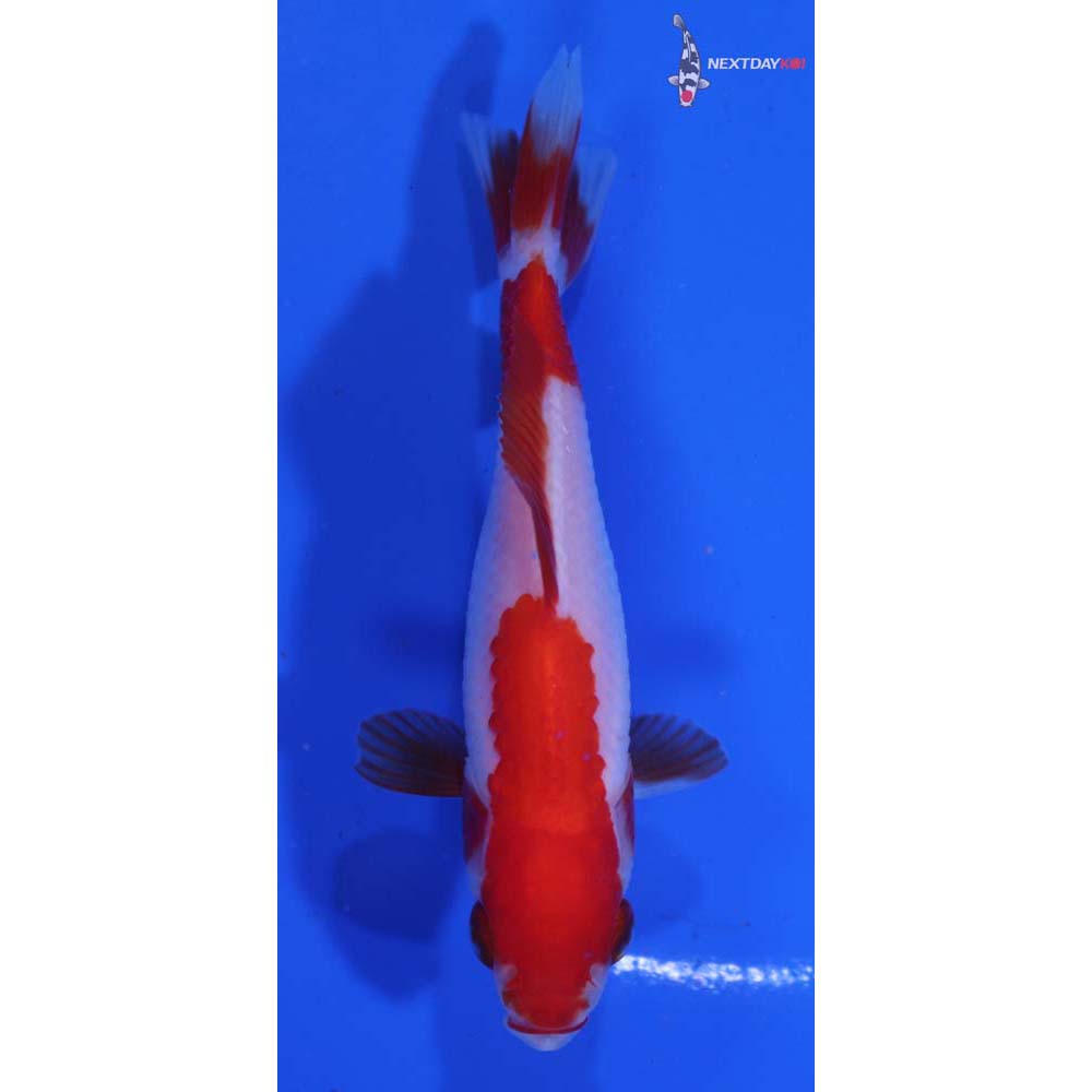 3.5” Imported Red and White Wakin