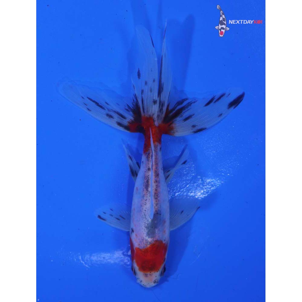 3.5” Imported Calico Wakin