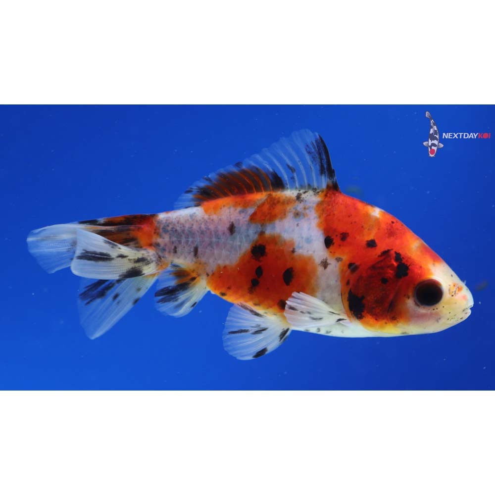 4” Imported Calico Wakin