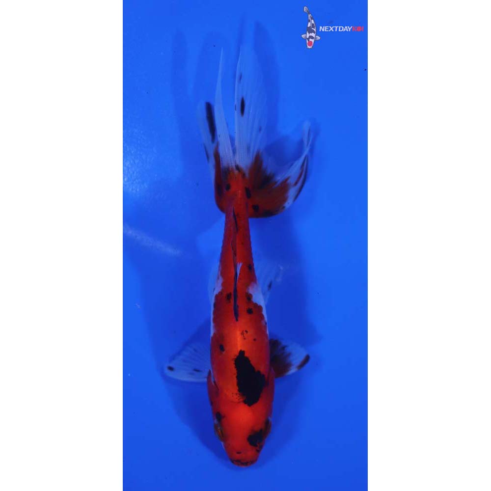 4” Imported Calico Wakin