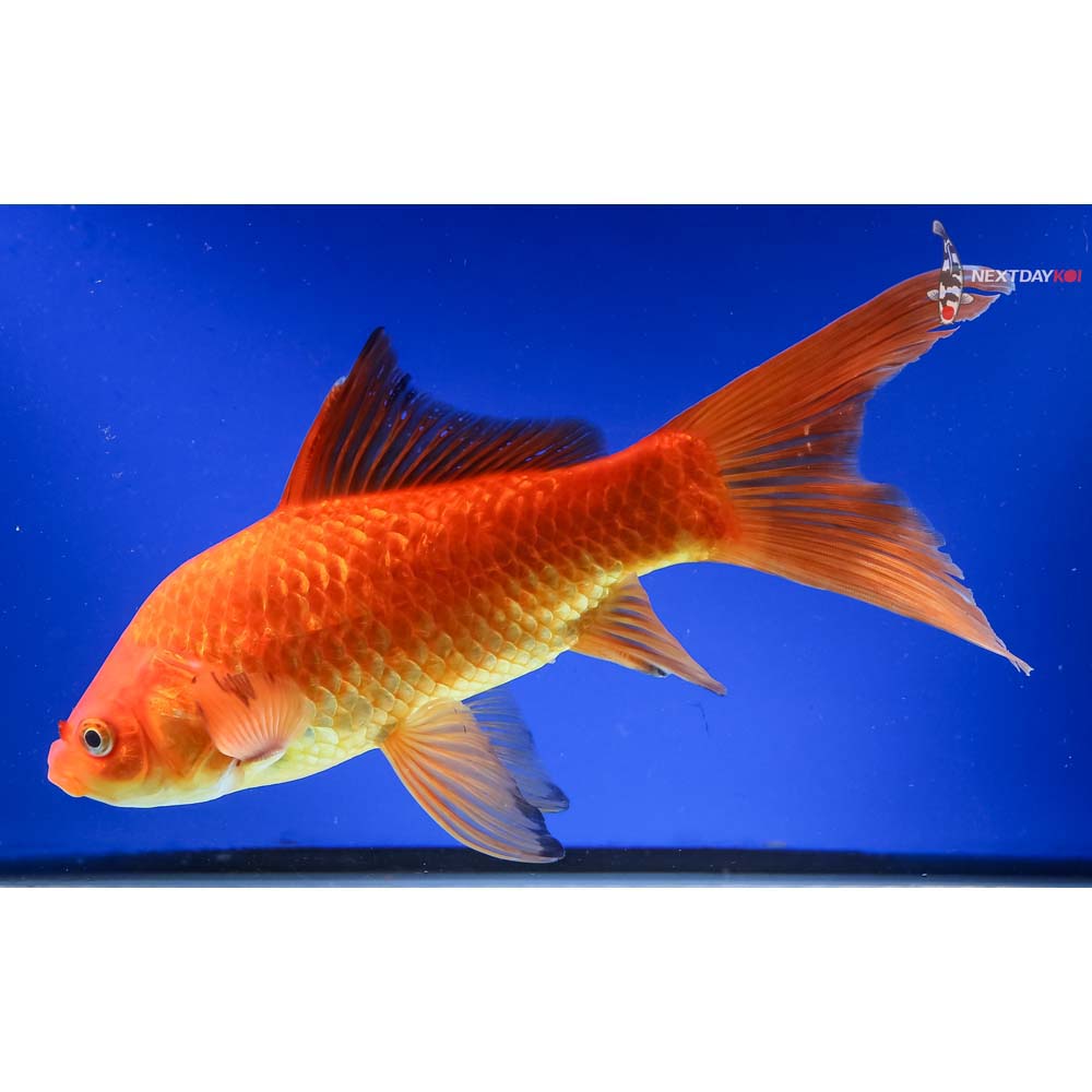 10.5” Imported Red Comet
