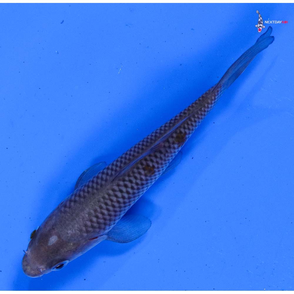 4” Imported Soragoi