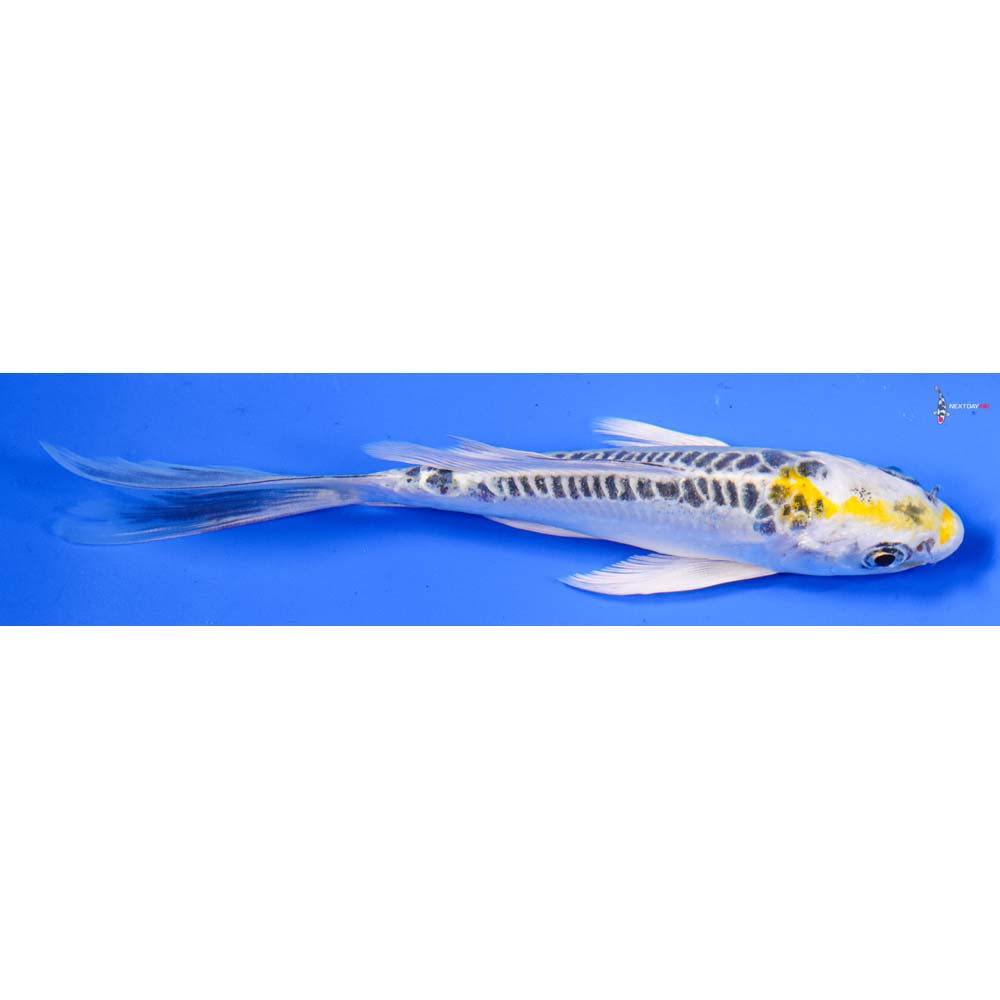 5” Imported Doitsu Kujaku Butterfly Koi