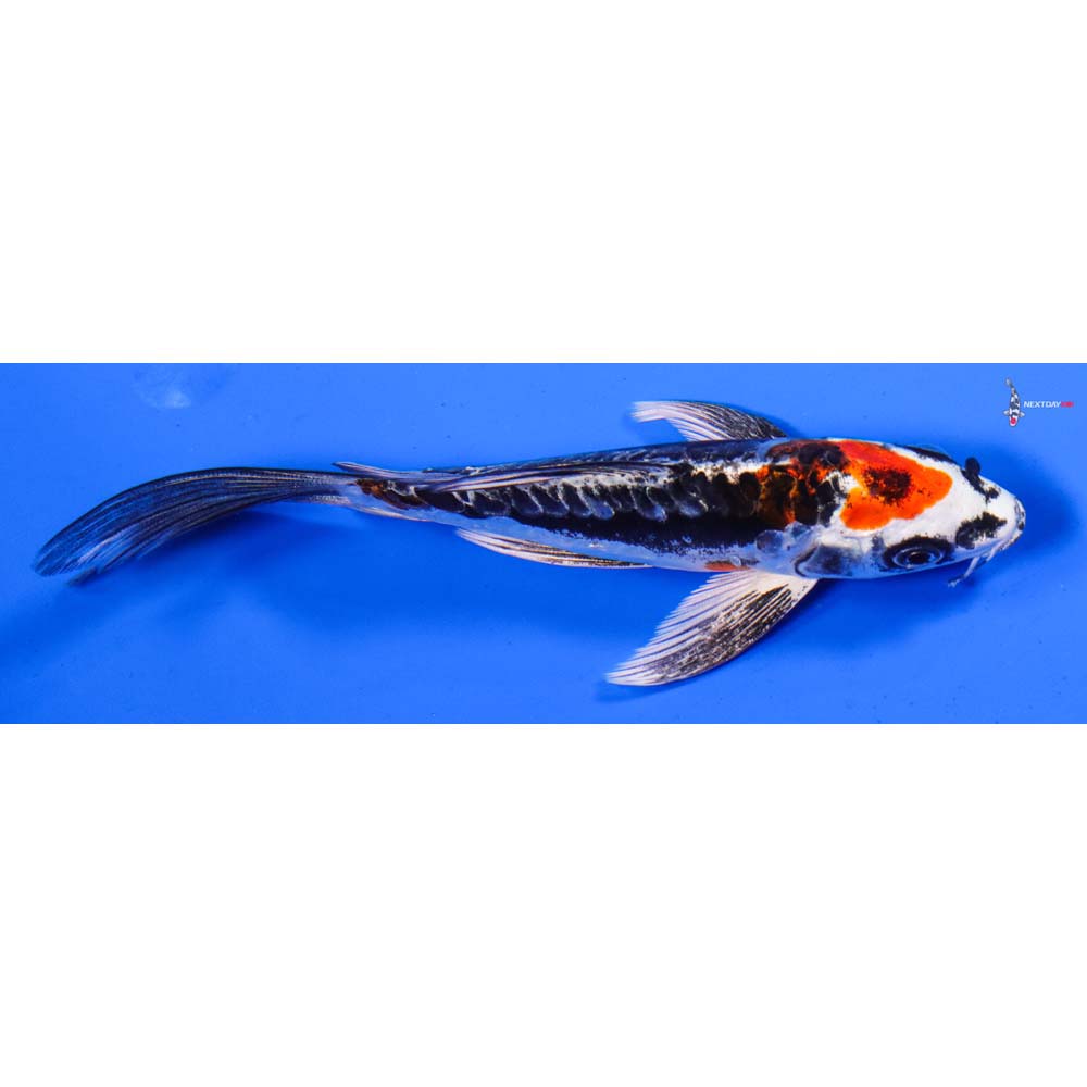 5” Imported Kin Kikokuryu Butterfly Koi