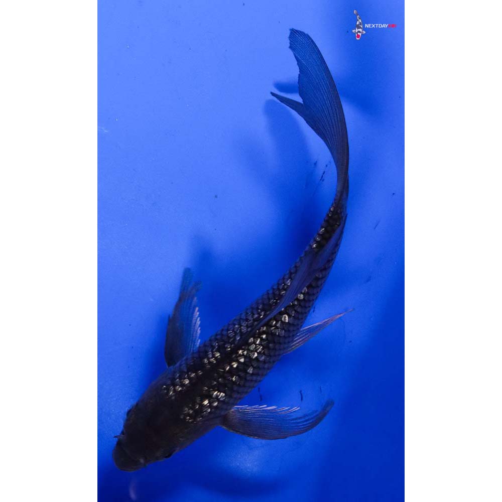 5” Imported Gin Rin Soragoi Butterfly Koi