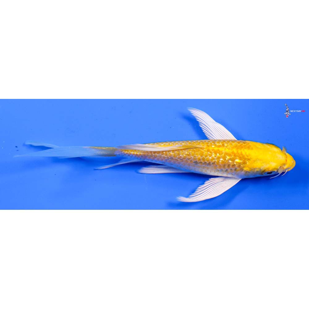5” Imported Gin Rin Yamabuki Ogon Butterfly Koi