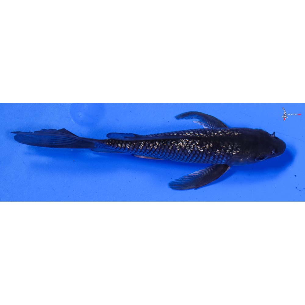 5” Imported Gin Rin Soragoi Butterfly Koi