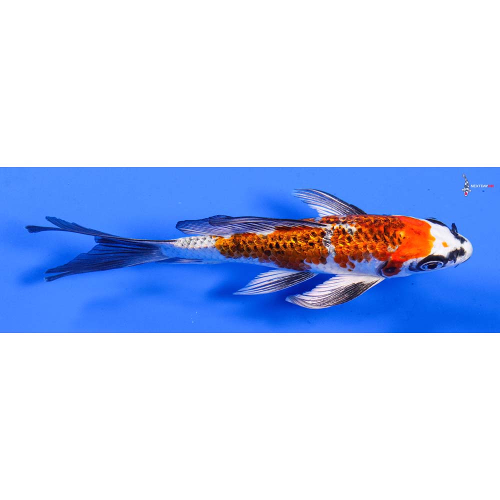 6” Imported Gin Rin Kujaku Butterfly Koi