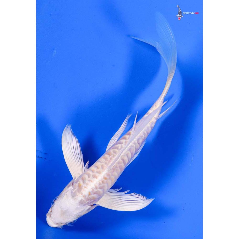 6” Imported Doitsu Lemon Hariwake Butterfly Koi