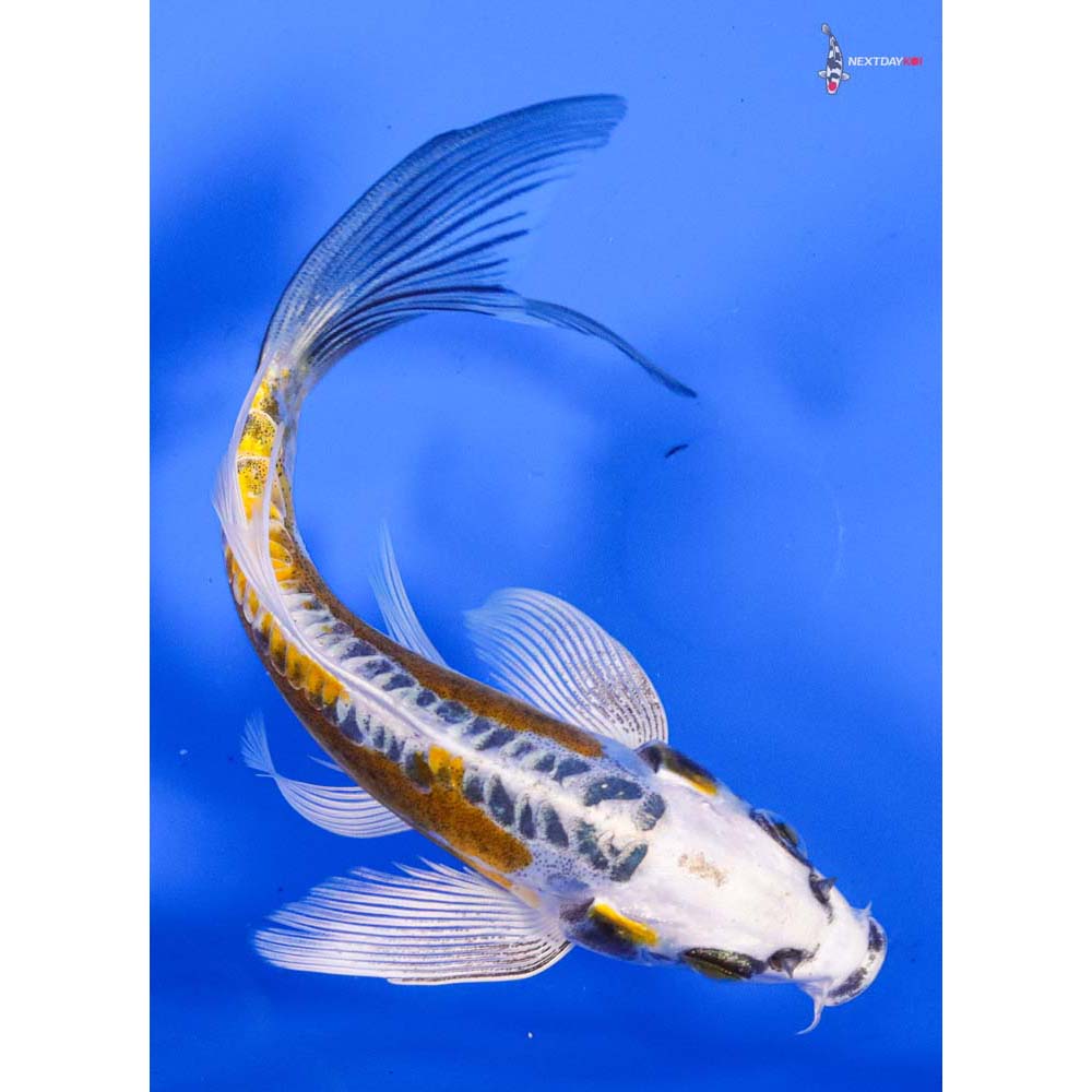 6” Imported Doitsu Kujaku Butterfly Koi