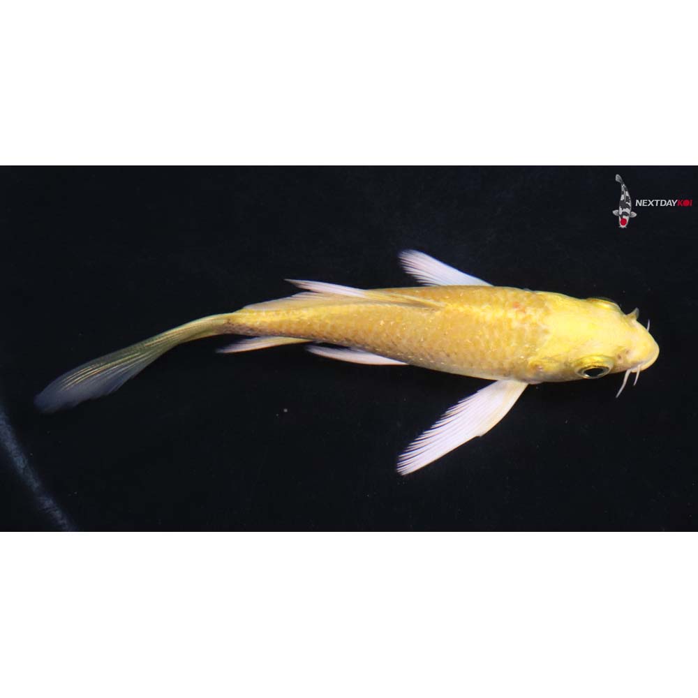 4.5” Imported Yamabuki Ogon Butterfly Koi