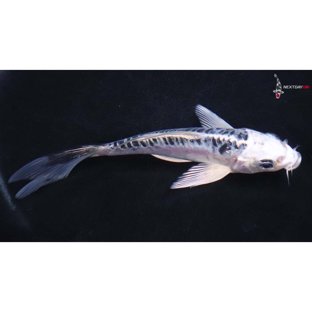5” Imported Doitsu Blue Gin Matsuba Butterfly Koi
