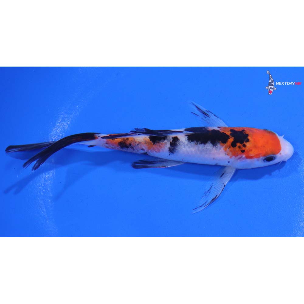 4.5” Imported Sanke Butterfly Koi