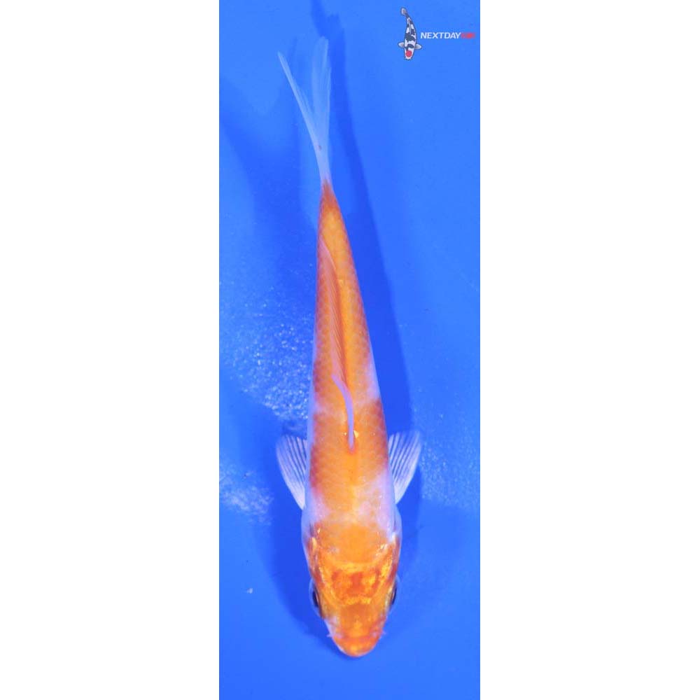 3.5” Imported Hariwake