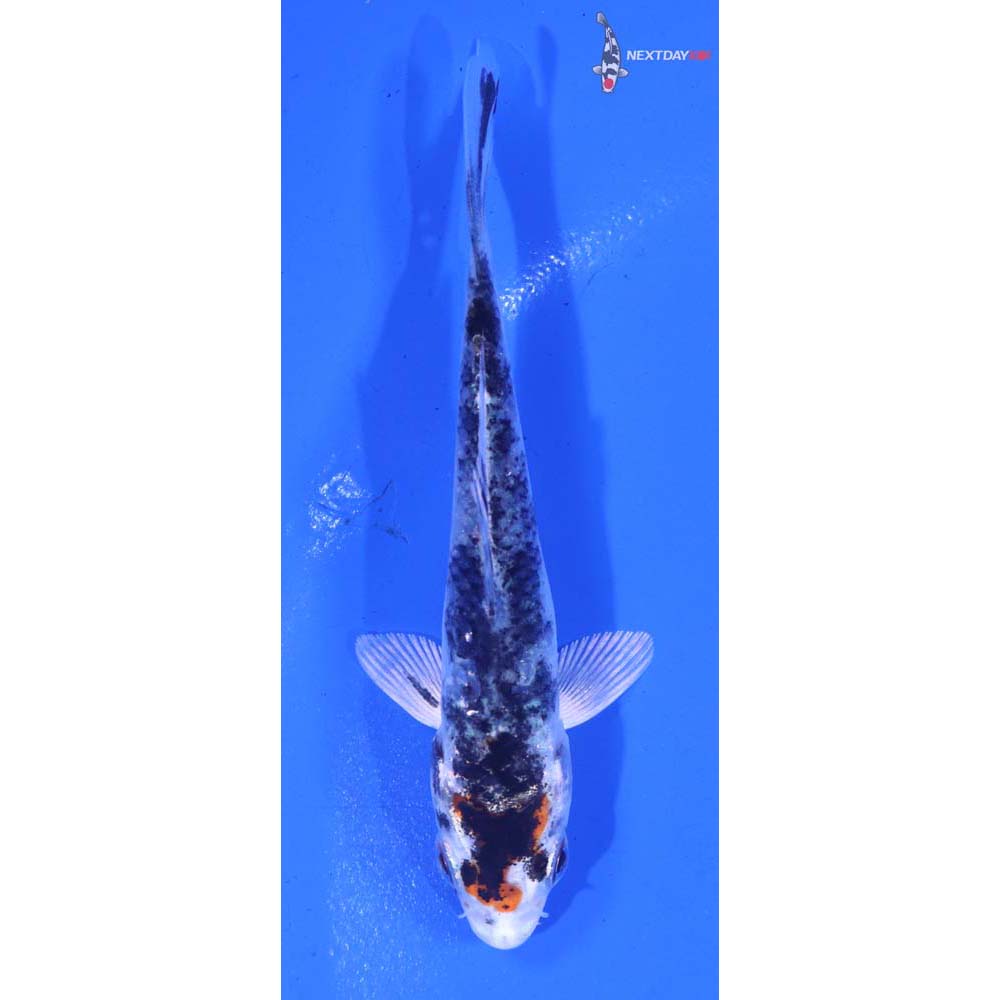 3.5” Imported Yamato Nishiki