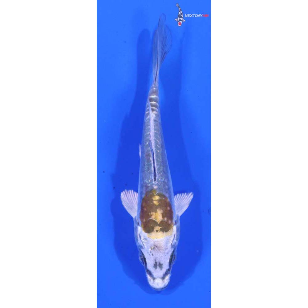 4” Imported Kin Kikokuryu