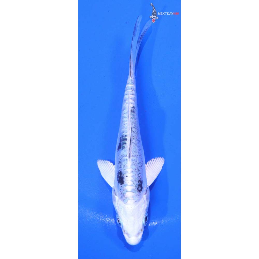 4” Imported Doitsu Gin Shiro Bekko