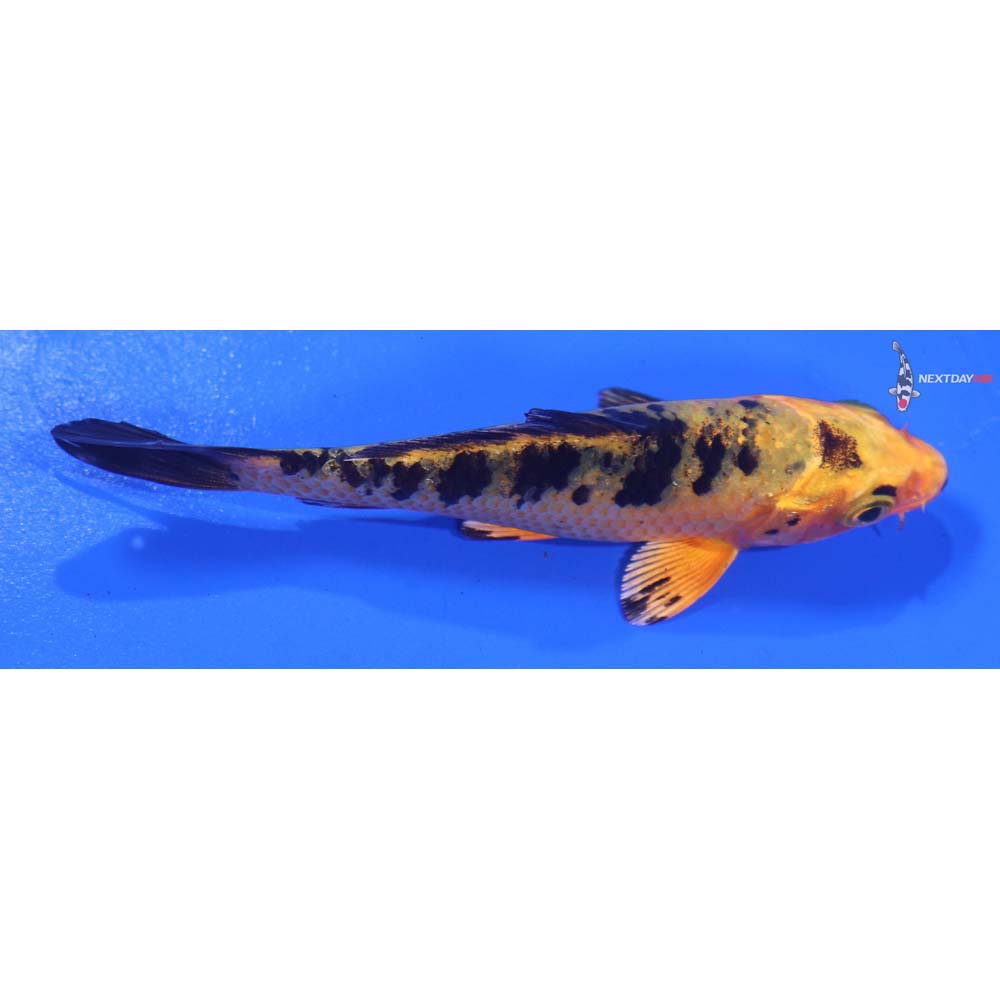 4” Imported Kin Ki Bekko