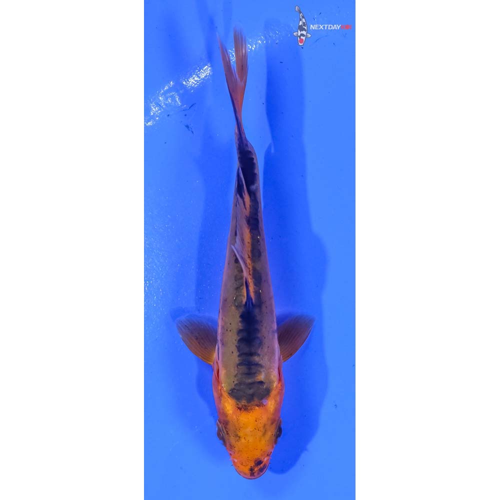 3.5” Imported Doitsu Orenji Matsuba
