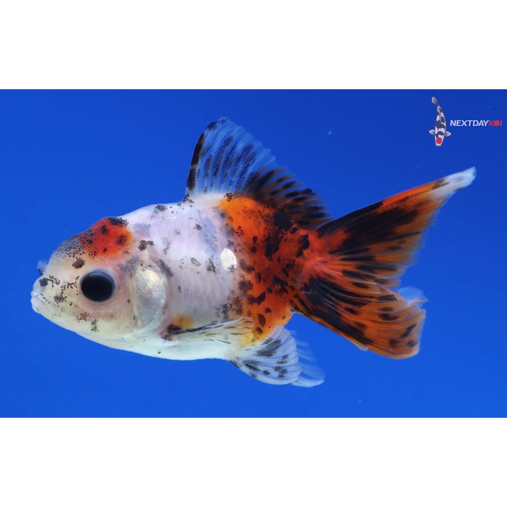 2.5” Imported Calico Oranda