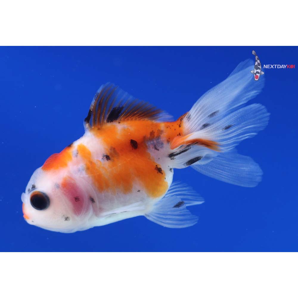 2.5” Imported Calico Oranda