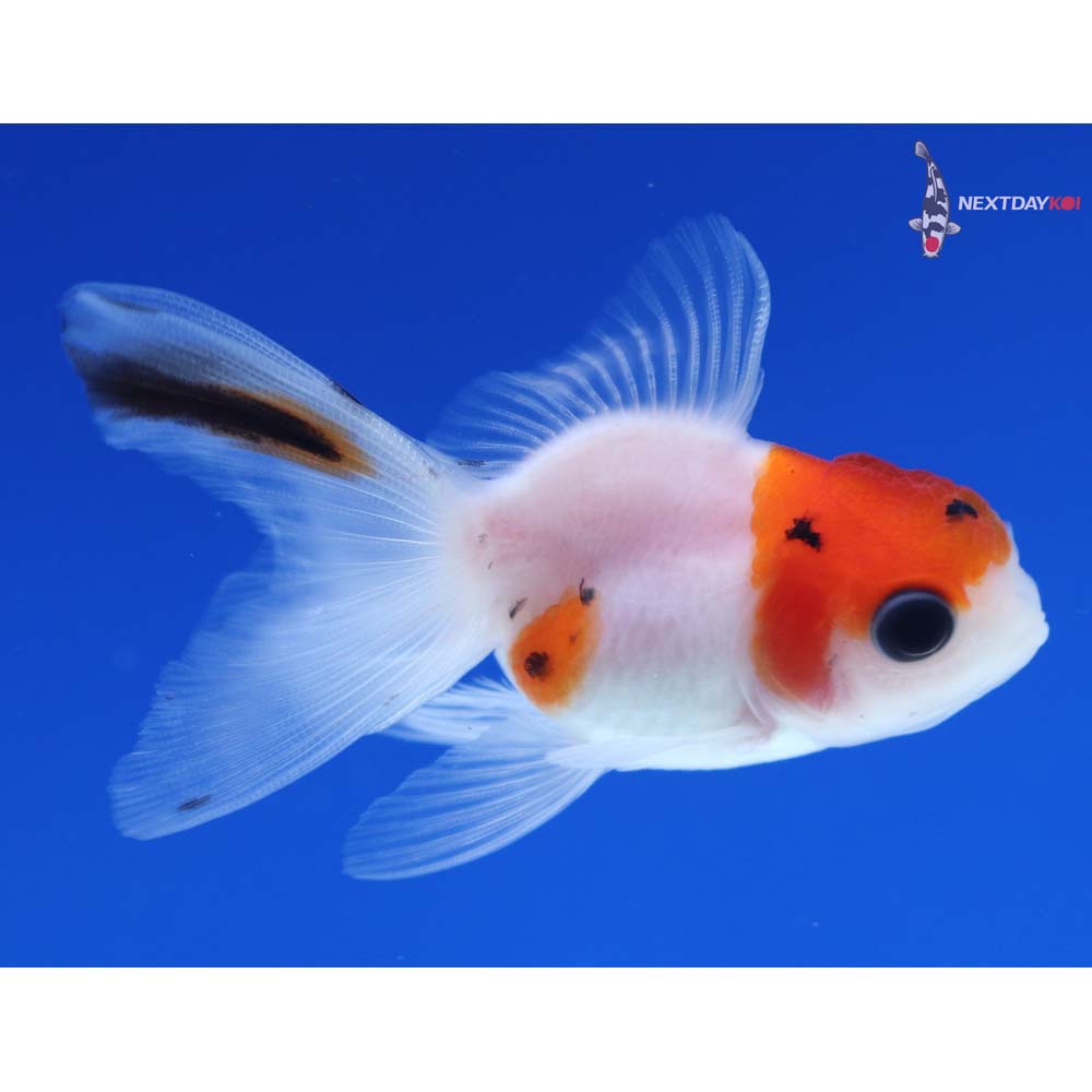2.5” Imported Calico Oranda