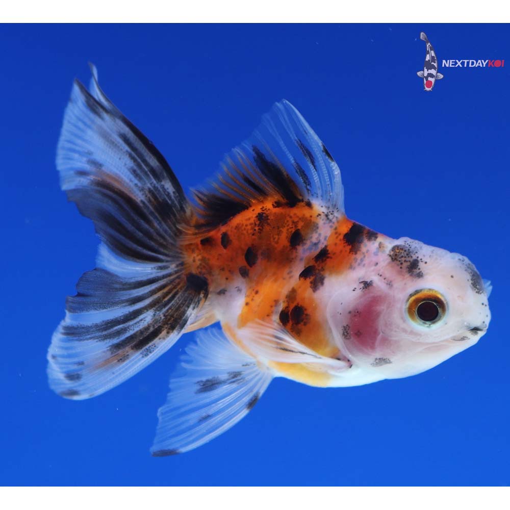 2.5” Imported Calico Oranda