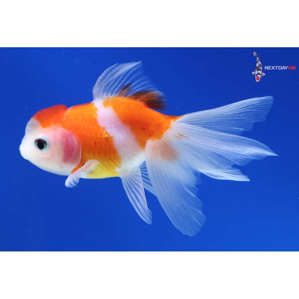 3” Imported Red and White Oranda
