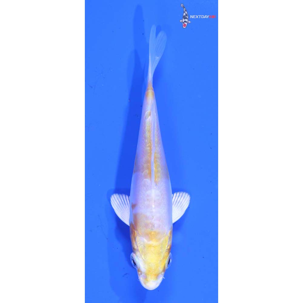3.5” Imported Doitsu Lemon Hariwake