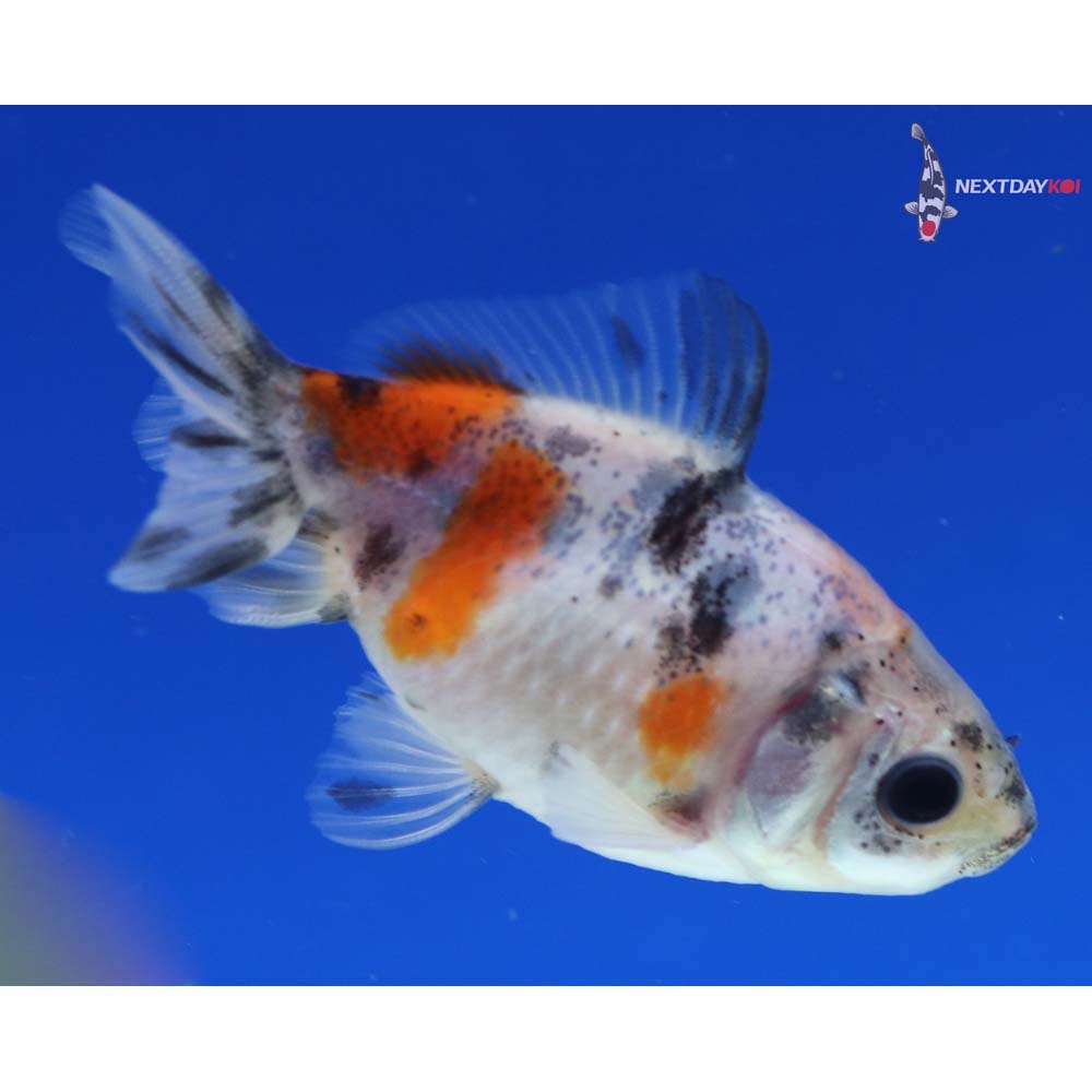 2” Imported Calico Pearlscale