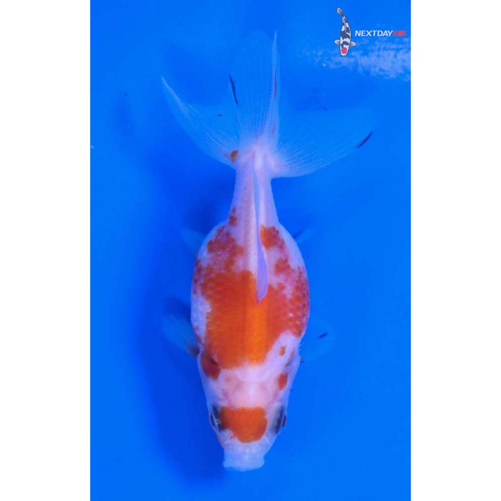 2” Imported Calico Pearlscale