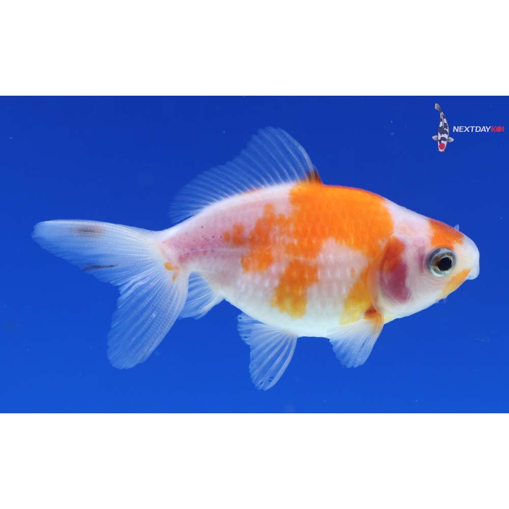2” Imported Calico Pearlscale