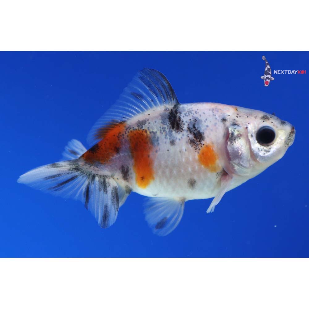 2” Imported Calico Pearlscale