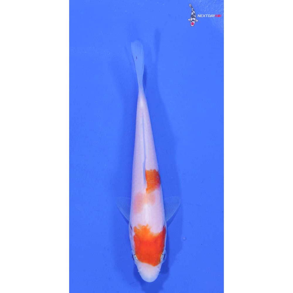 3.5” Imported Kohaku