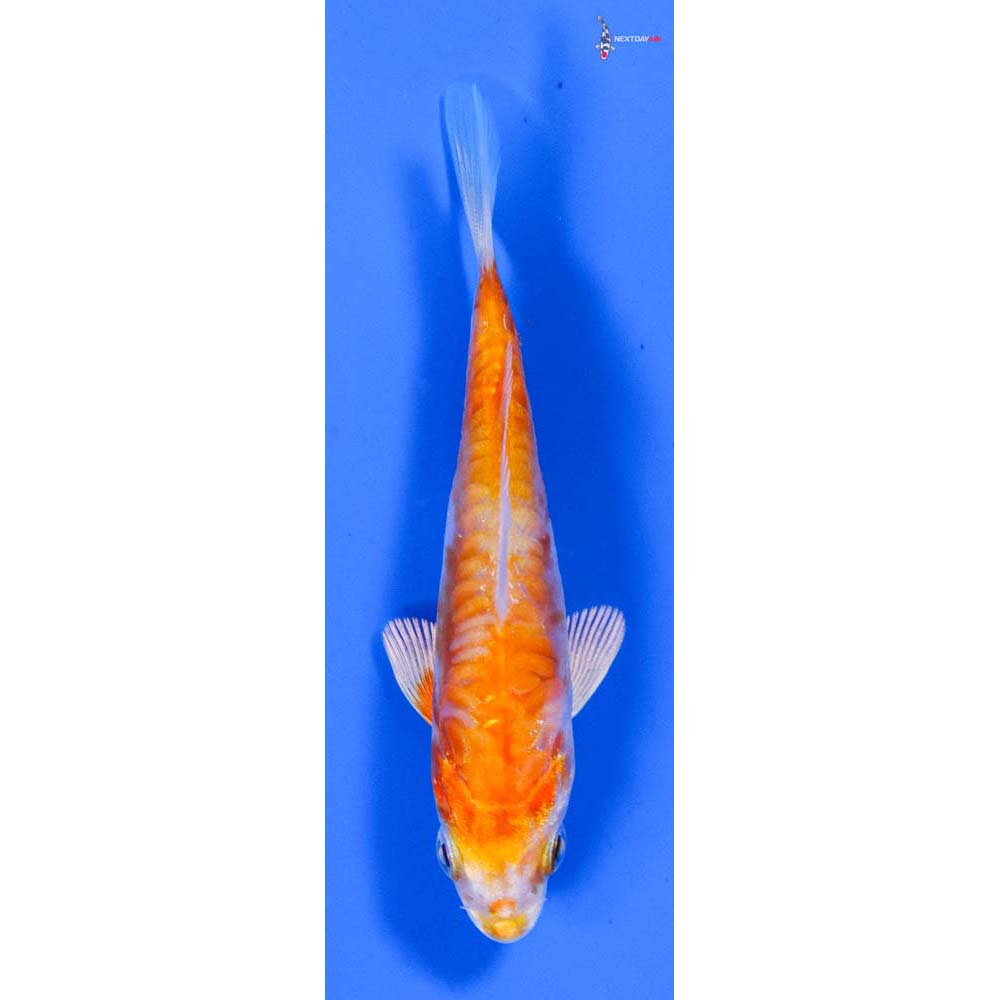 3.5” Imported Kikusui