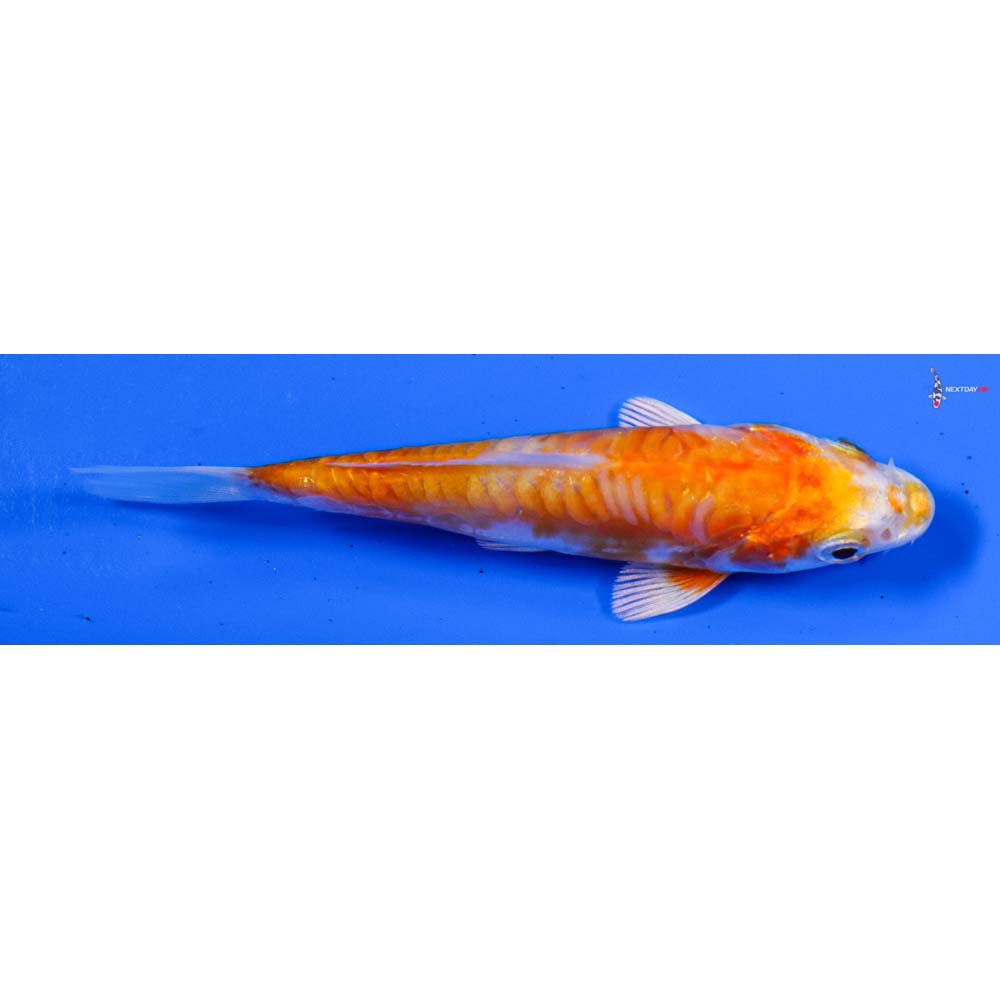 3.5” Imported Kikusui