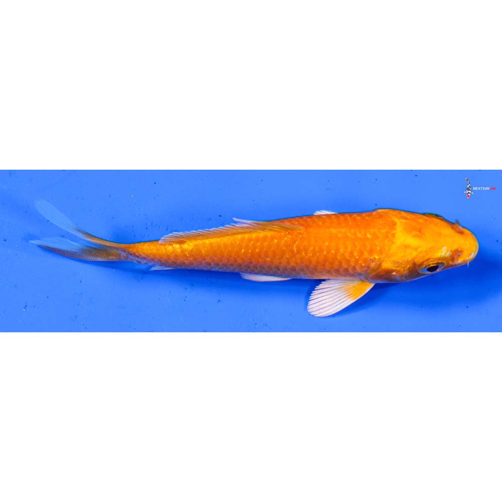 3.5” Imported Orenji Ogon