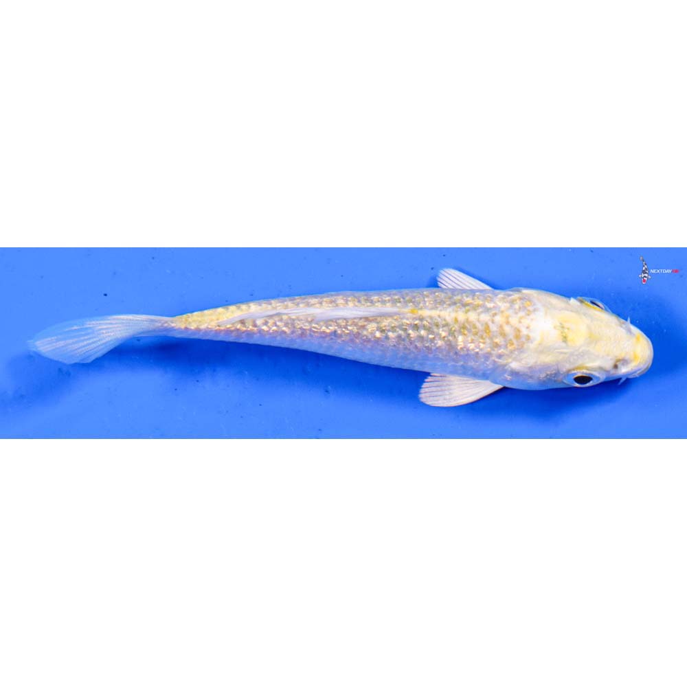 3.5” Imported Gin Rin Yamabuki Ogon